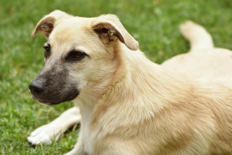 Close-up portrait of a mixed breed dog lying on grass, showcasing its calm demeanor.